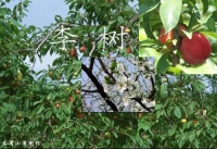 李树- 搜搜百科 同名人物有演员、南京艺术学院
diǎnjītúpiànchákànxiángqíng