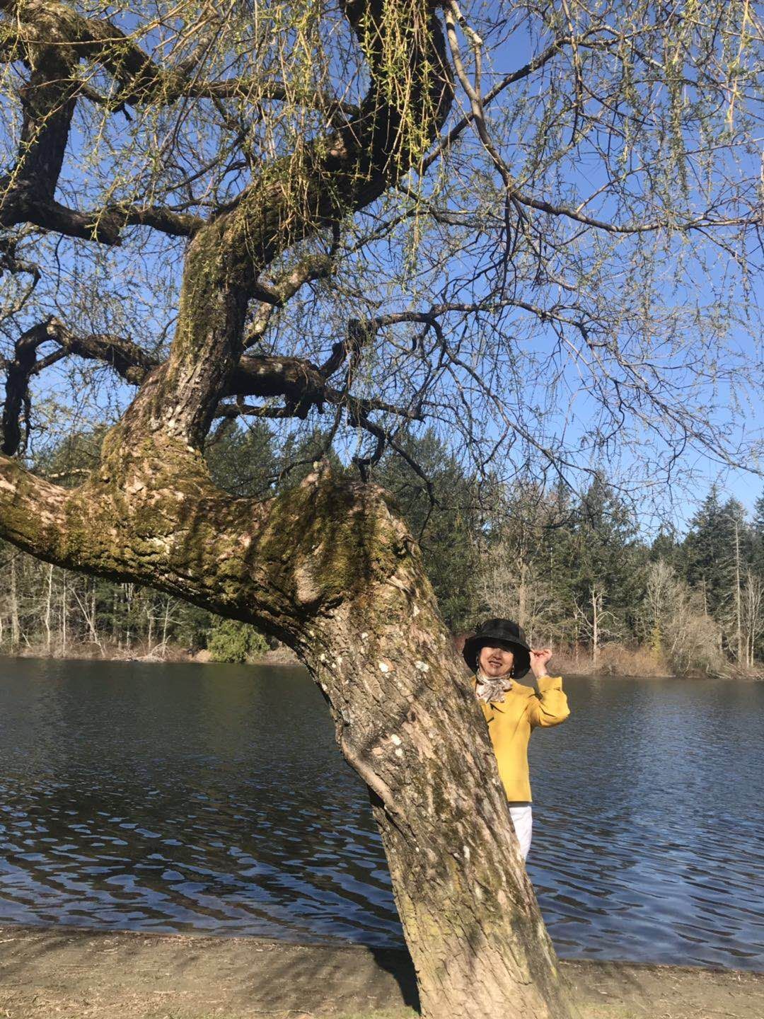 2019年3月30日早晨，鹿湖畔，柳风，李影，看谁更黄嫩一些。