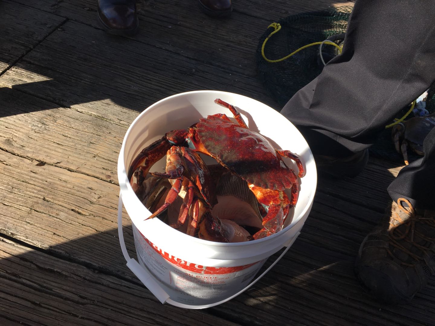 2019年3月29日下午，悉尼镇的码头木桥。钓到的四只红螃蟹（redrock crabs）。