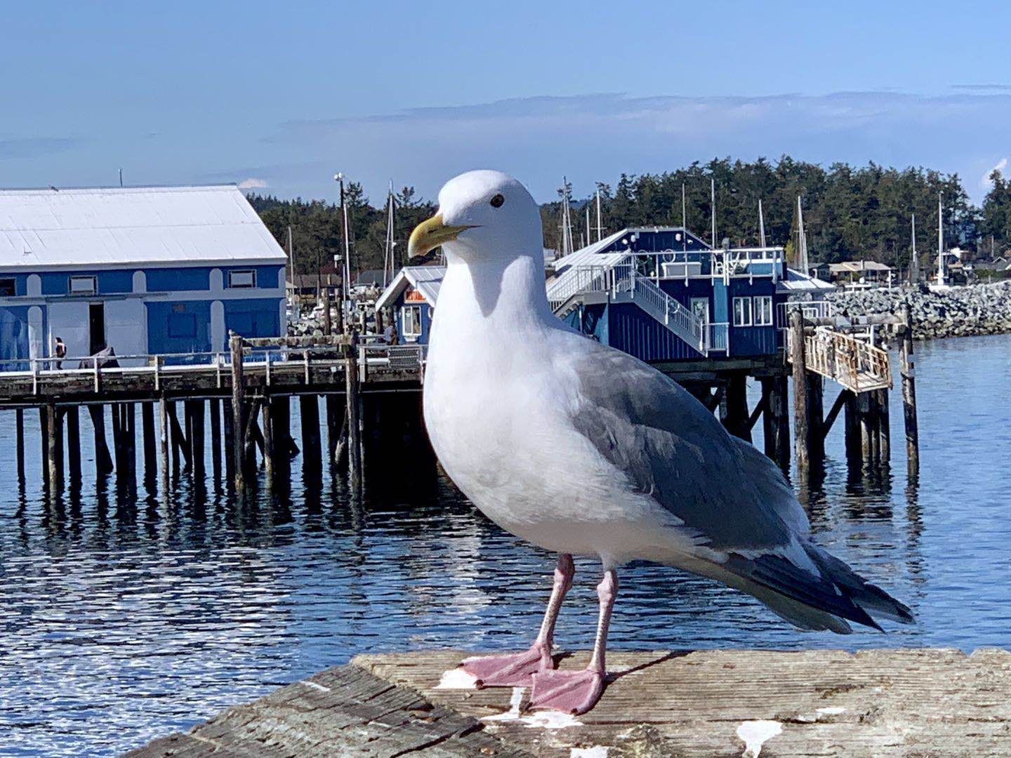 2019年3月29日下午，悉尼镇的码头木桥。海鸥。背景是渔人码头。