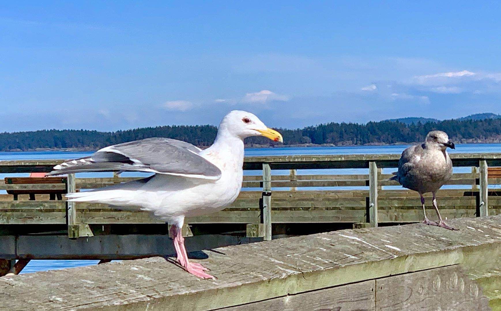 2019年3月29日下午，悉尼镇的码头木桥。海鸥。