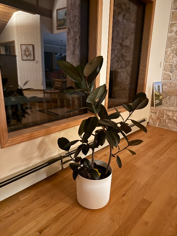 2026年，有这样的一棵树