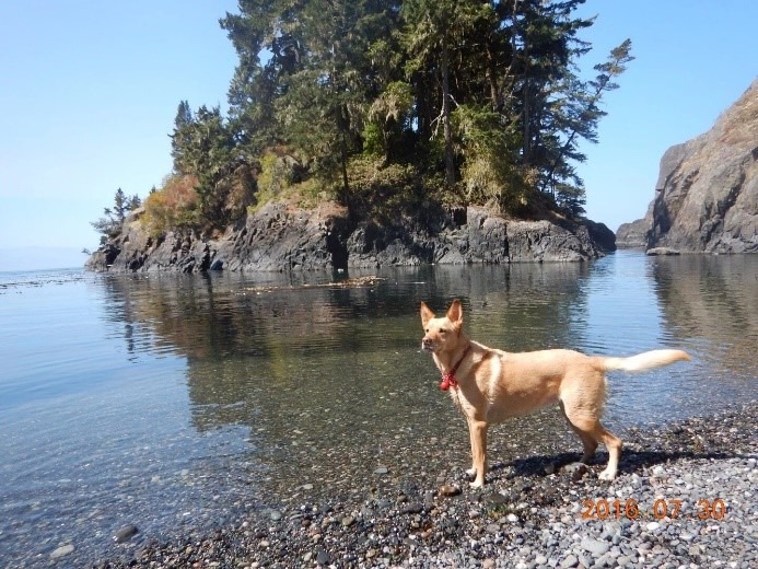 A dog standing next to a body of water
Description automatically generated, Picture