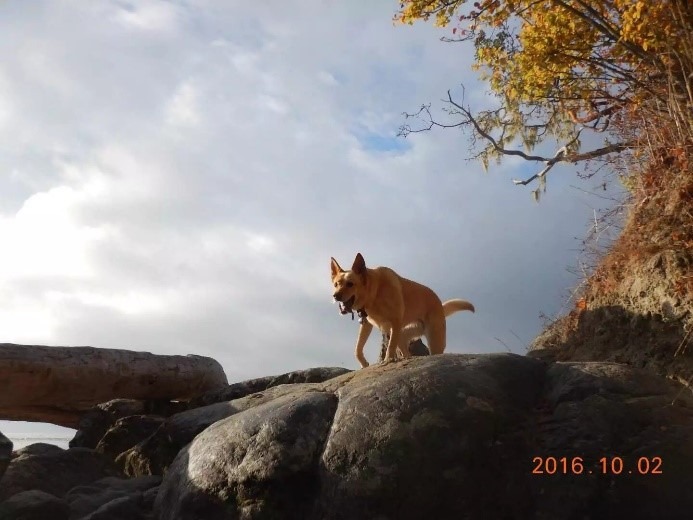 A horse standing on top of a rock
Description automatically generated, Picture