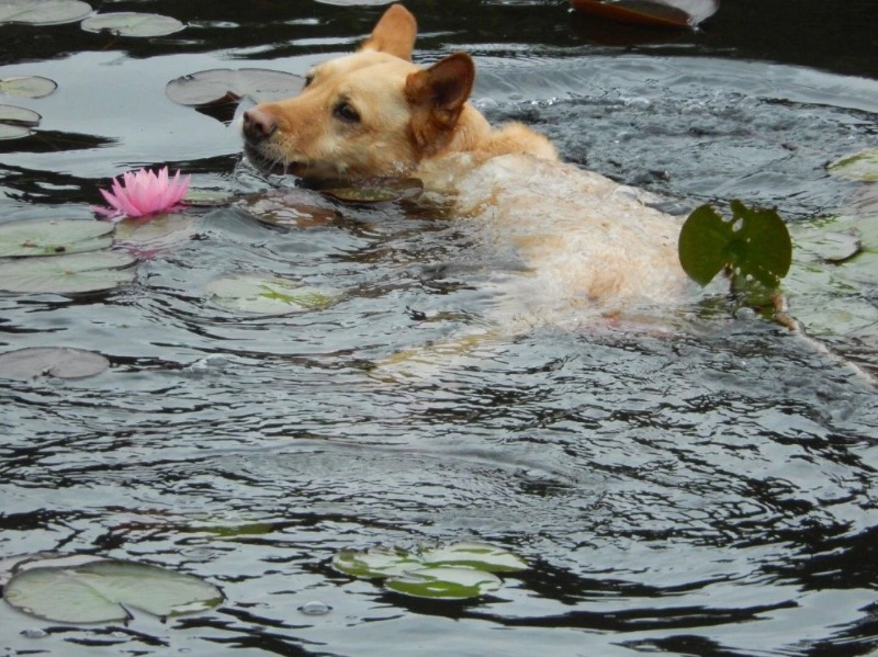 A dog swimming in a body of water
Description automatically generated, Picture