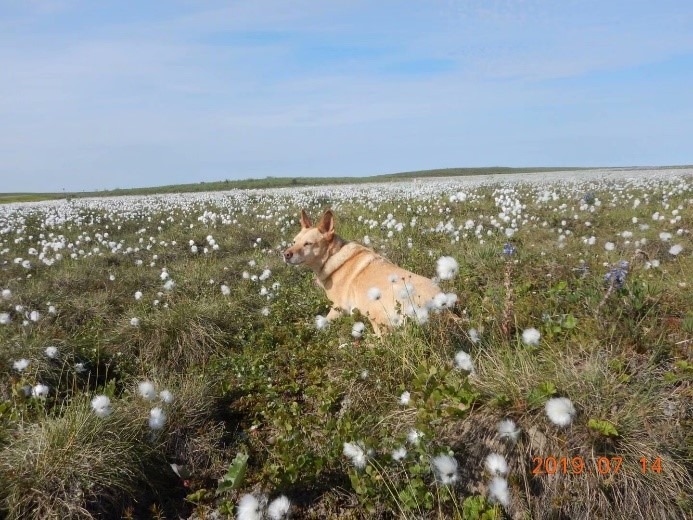 A picture containing outdoor, grass, field, sheep
Description automatically generated, Picture