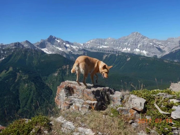 A cow standing on top of a mountain
Description automatically generated, Picture