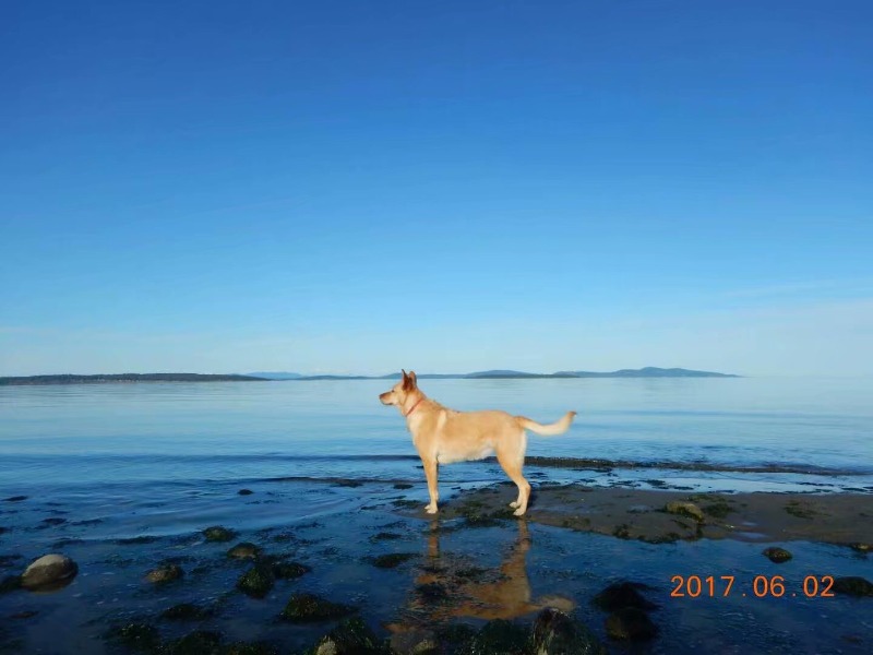 A dog standing next to a body of water
Description automatically generated, Picture