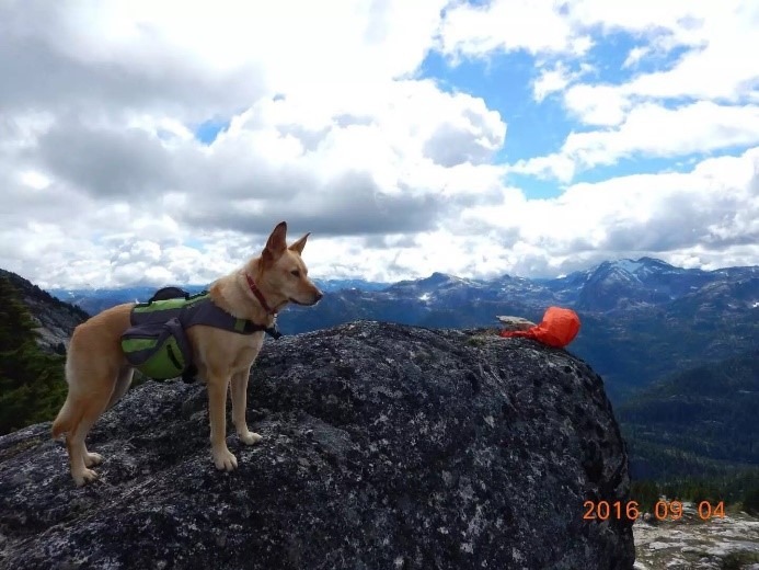 A dog standing on top of a field
Description automatically generated, Picture