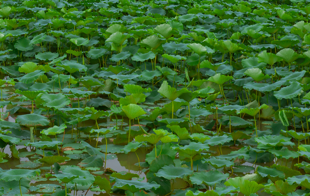 万顷的绿漫过来