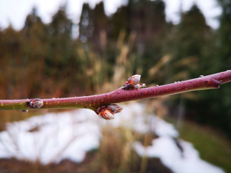 2019年3月14日，遥想去年洛夫去世，桃花泣血，今日却为雪所抑制，不觉悲从中来